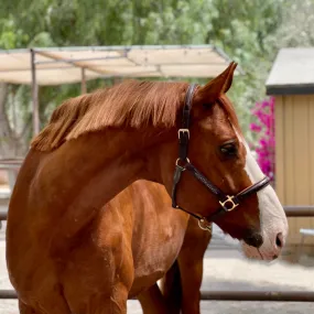 Fancy Stitched Dark Brown Leather Halter With Cognac Padding