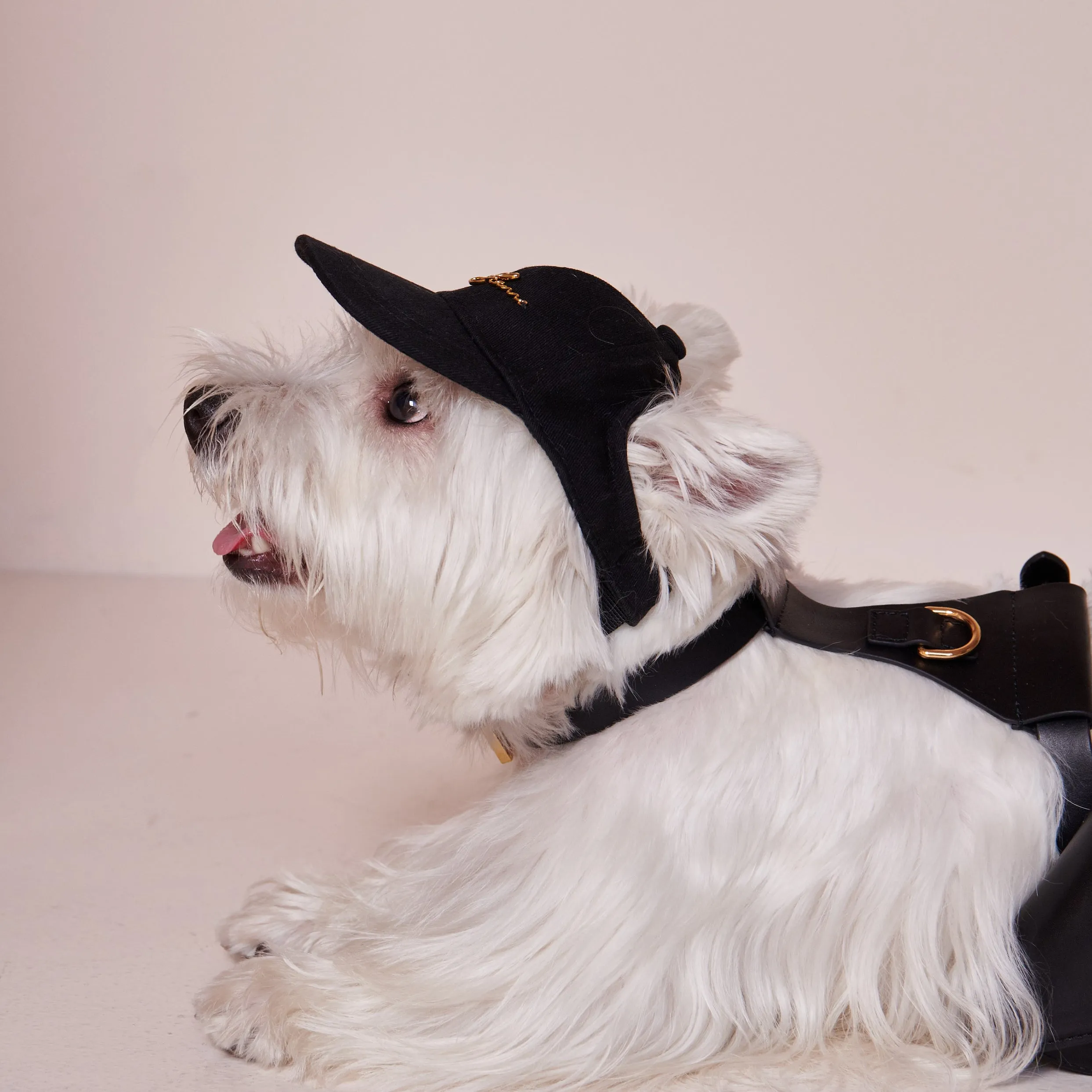 Puppy Cap with Golden Logo