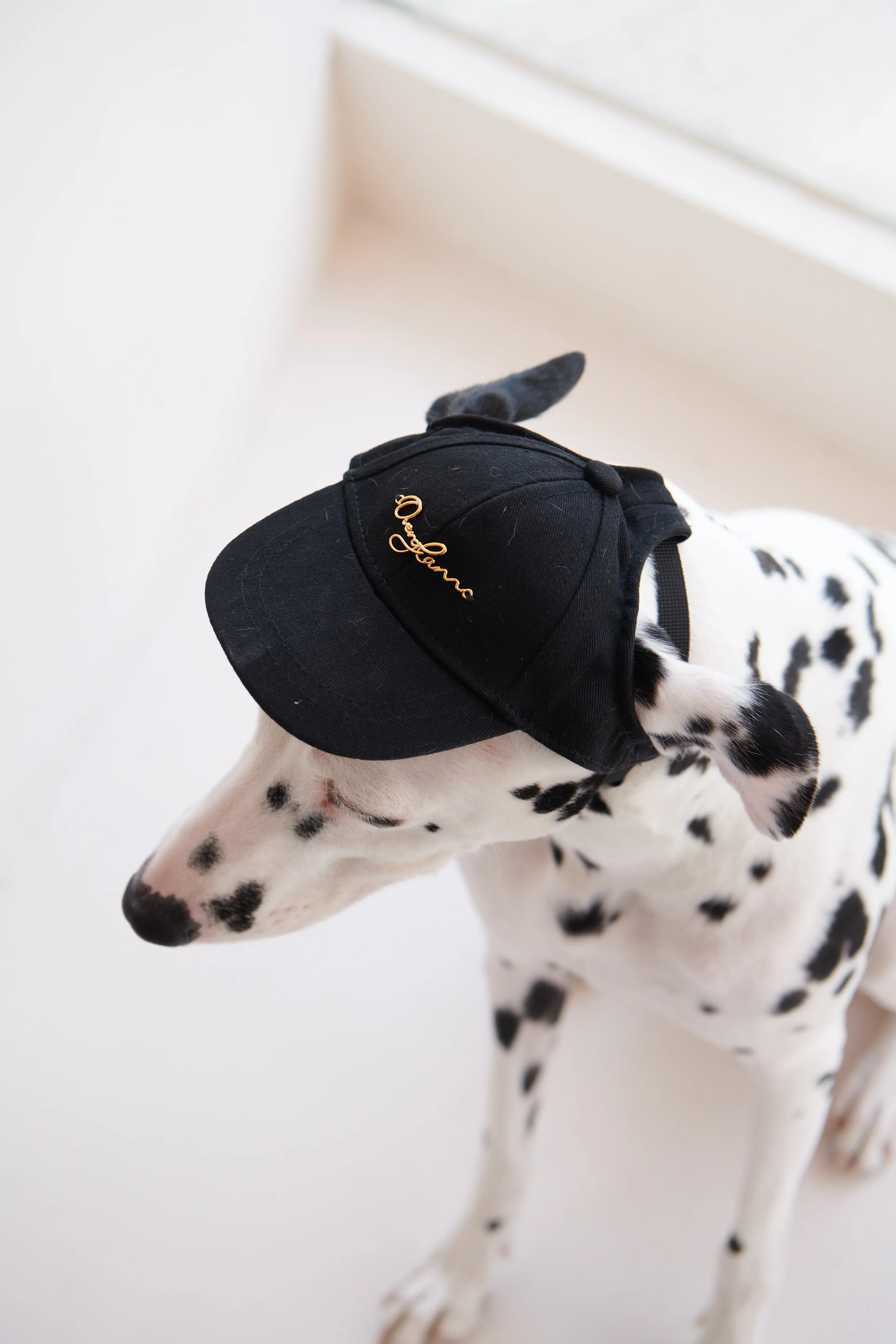 Puppy Cap with Golden Logo