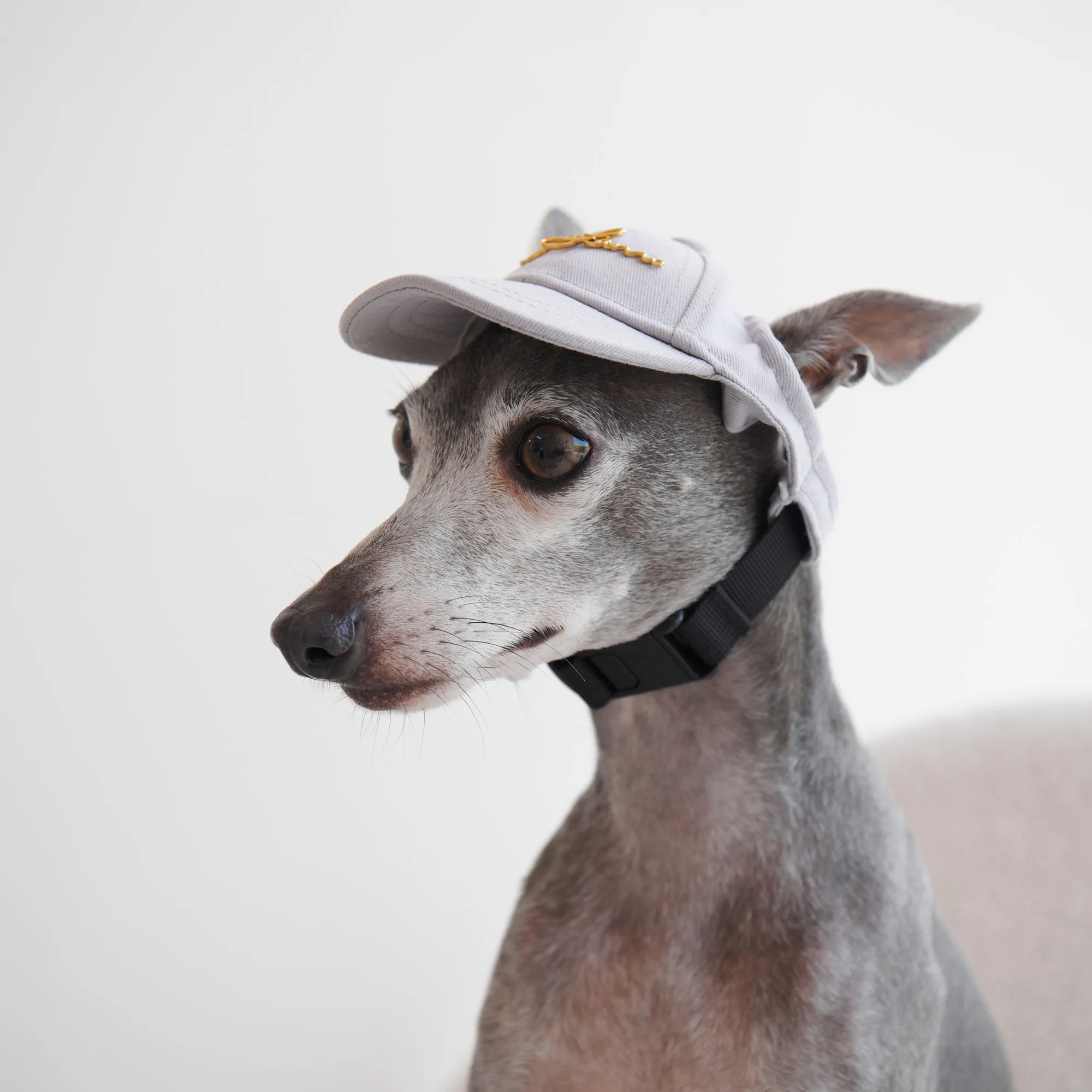 Puppy Cap with Golden Logo